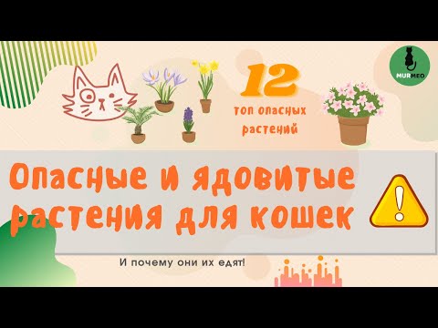 Опасные и Ядовитые  Растения для Кошек 🚫 - ИХ СЛЕДУЕТ ЗНАТЬ В ЛИЦО! ТОП - 12 по ASPCA!