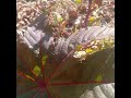 beautifully new sarson ki sabzi #nature #farming #food #gardening