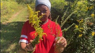 Who Are You Blaming, Golden Rod or Ragweed
