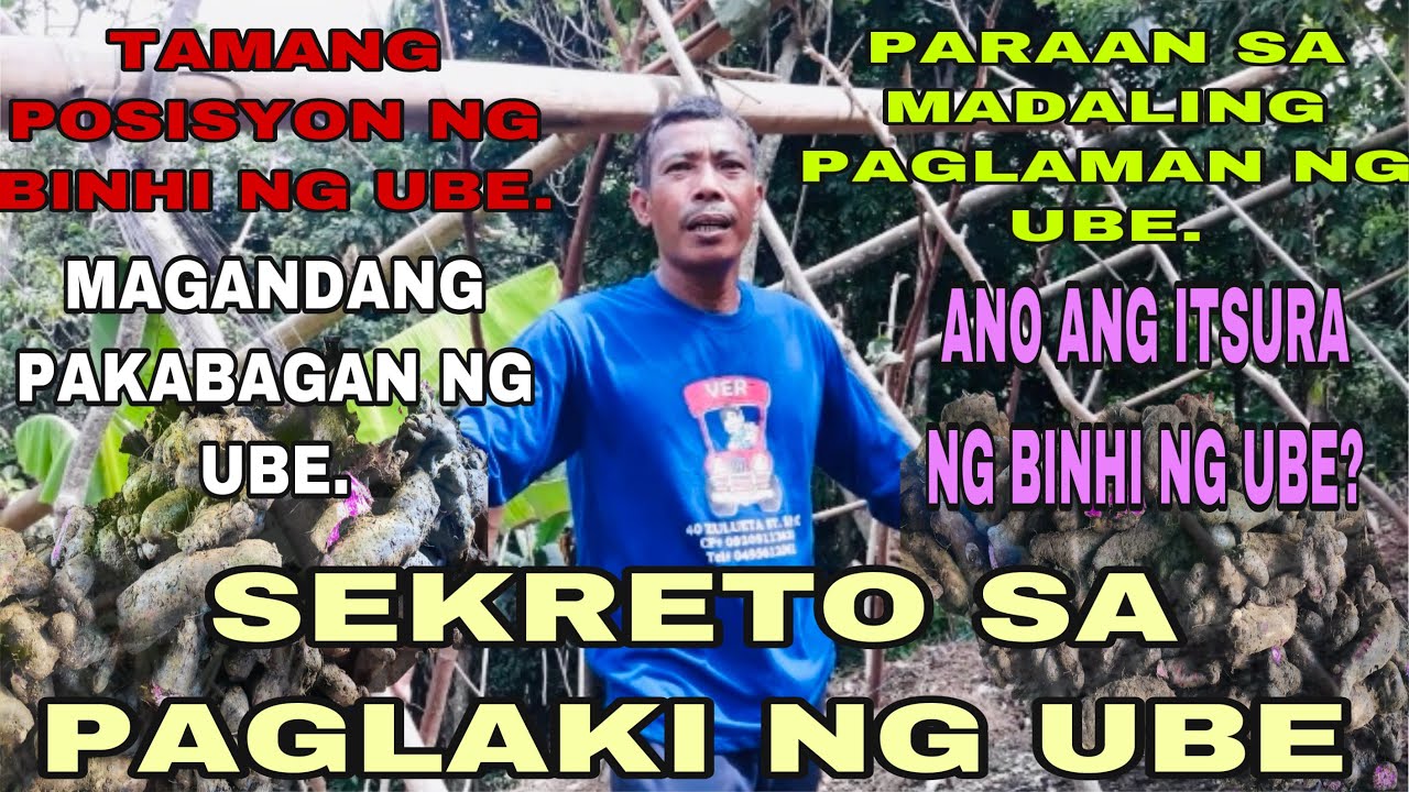 PAGTATANIM NG UBE, SEKRETO SA PAGLAKI NITO | TRES PLANTERS