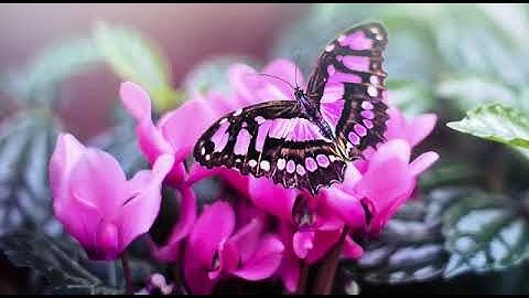 Beautiful butterflies with relaxing instrumental music/1 hour music with butterflies