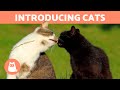 How to INTRODUCE TWO CATS Correctly 🐱🐱✅ 7 Steps to Help New Cats Get Along