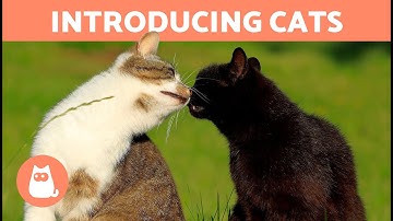How to INTRODUCE TWO CATS Correctly 🐱🐱✅ 7 Steps to Help New Cats Get Along