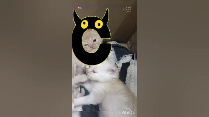 Video 11419851: cat fun game, cat funny game, cat baby playing, best funny cat