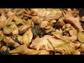 Fave carciofi e finocchietto (ricetta della mamma Umbra)