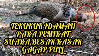 #TEKUKUR IDAMAN PARA PEMIKAT//SUARA BESAR GAGAP FULL 🔥🔥🔥