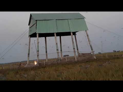Video Nuôi dơi vùng biên giới - youtube