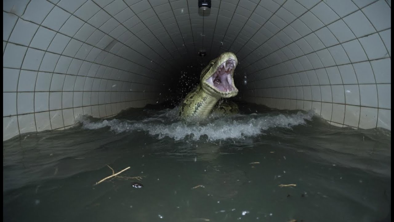 The Backrooms - The Dark Water Nightmare | Found footage #2