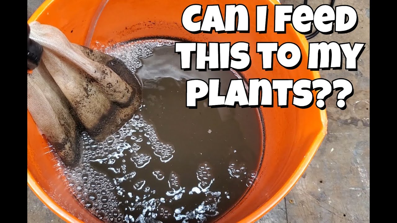 How to Make Compost Tea / Living Soil / Organic Cannabis / Grow Weed Easy