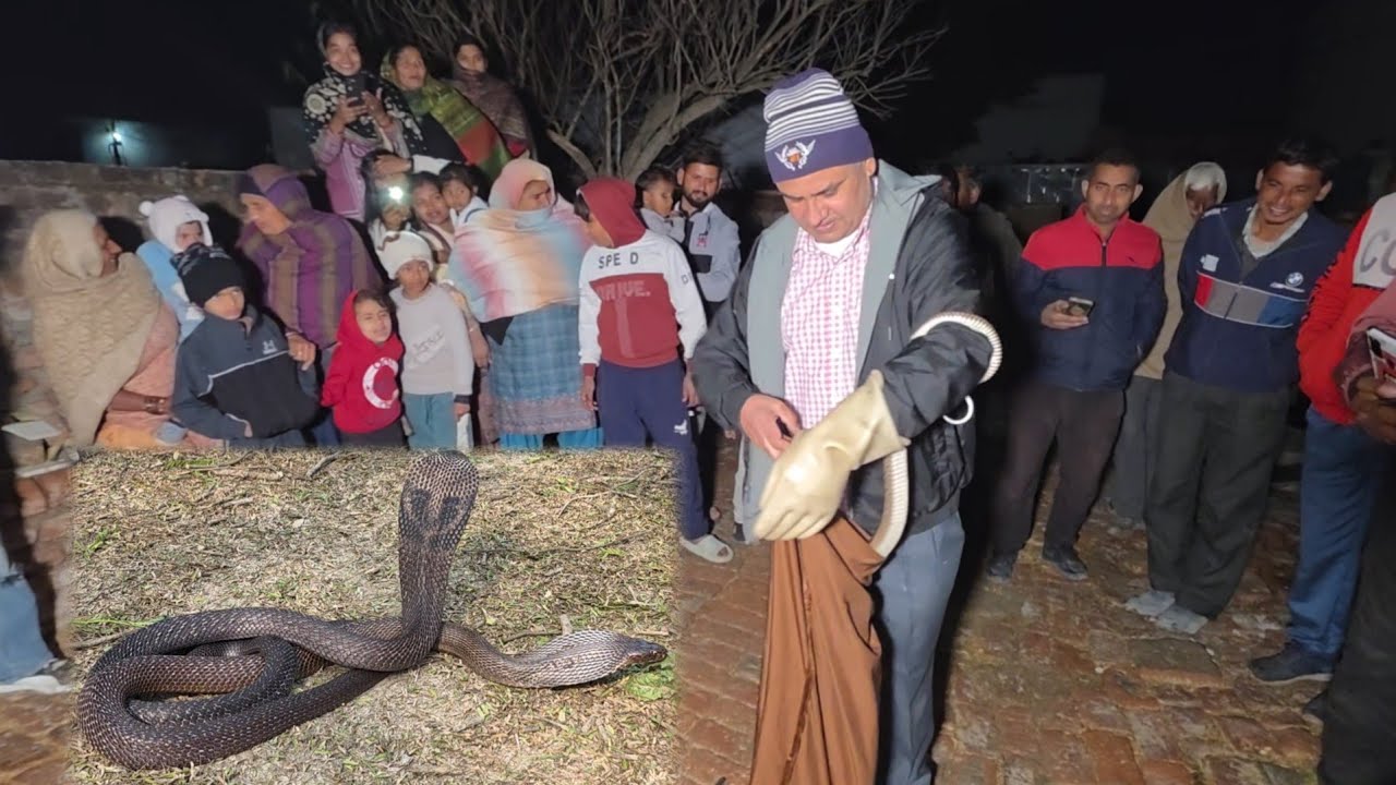 गाँव वालो ने देखे 10-10 फुट लंबे सांप, फिर मिले अण्डे ही अण्डे ///स्नेकमैन सतीश( फफडाना)-9255130130
