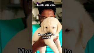 Lab pup moves #Erode to #Namakal #trendingshorts #petshub #puppy #dogslove #puppyshop  #petlover