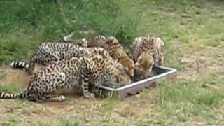 MVI_0470.AVI