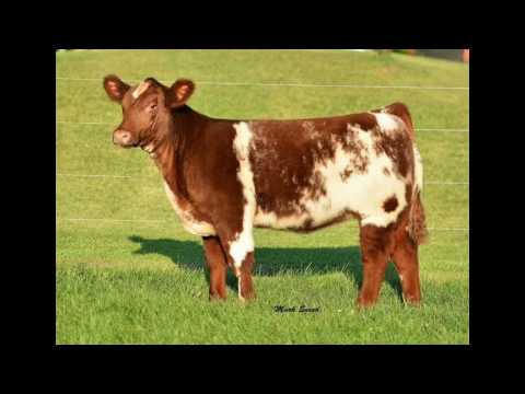 Nagel Stock Farm