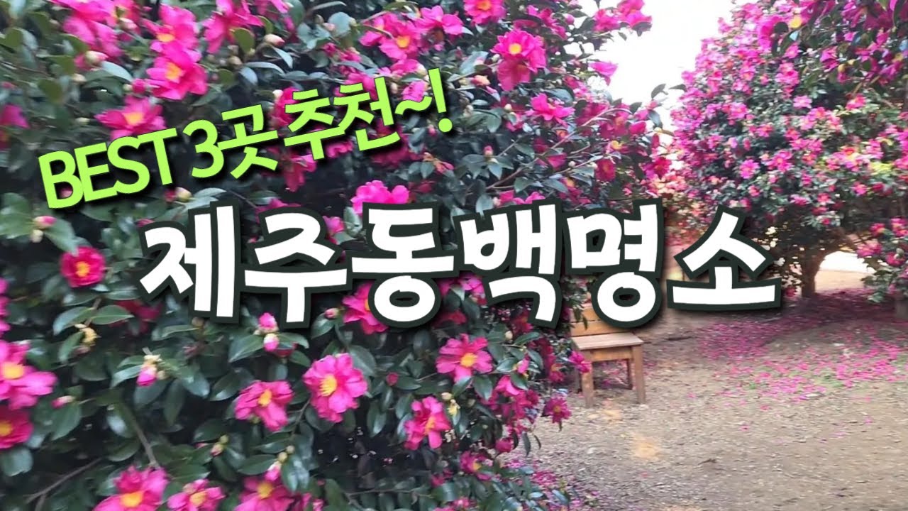 제주 동백꽃 명소 3곳 / 카멜리아 힐, 숨도(귤림성), 휴애리  [아름다운 제주여행]