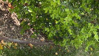 Ace F1 Savannah cat outside walk
