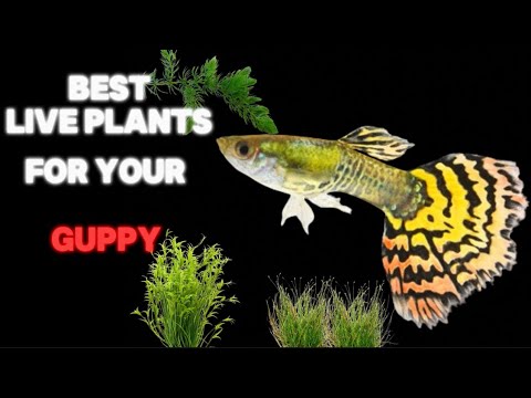 The Top 4 Live Plants For Your Guppy Fish: GUIDE