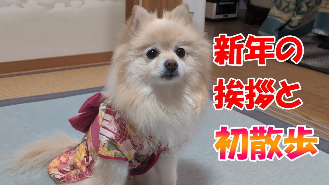年始の挨拶と初散歩のポメラニアン。