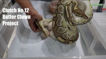 Clutch 12 Butter ( Lesser) Clown Ball Python Project has landed