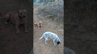 Download Lagu Ada anjing2 jd mandur d kebun kelapa sawit. MP3