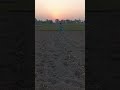 gandam ma khad dalna ka treka