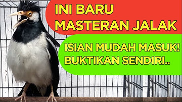 Masteran Jalak Suren Full Isian Komplit Mudah Ditiru semua Jalak dan Burung Lainnya
