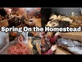 Spring Homestead Projects | Bulk Ground Beef Haul, Freezer meals, Spring Planting, and More!