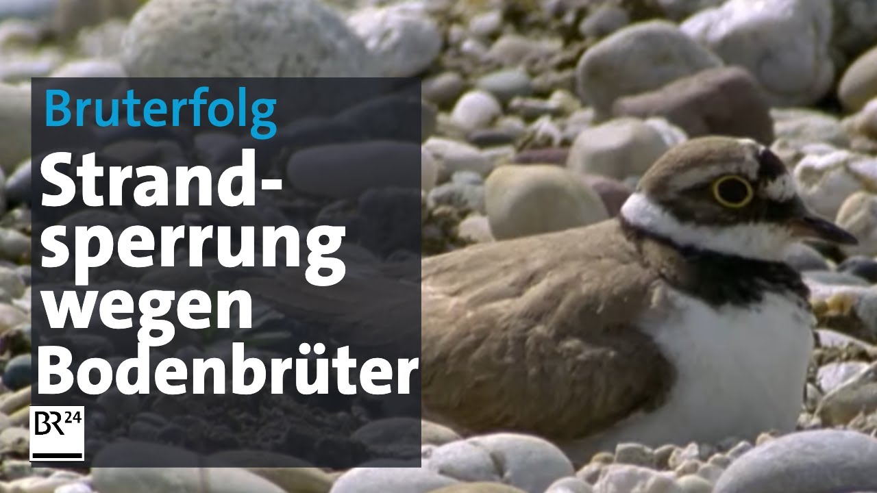 Bruterfolg durch Strandsperrung: Flussregenpfeifernachwuchs flügge | Abendschau | BR24