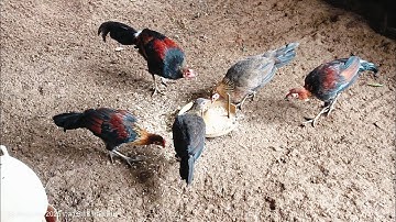 ໄກ່ປາ່100 ແລະ ປາ່ປະສົມນຳ້2, qaib qus thiab qaib txuam 2 