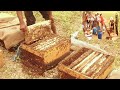 How to Harvest Honey / 台灣蜂蜜採收 - Taiwan Bee Master