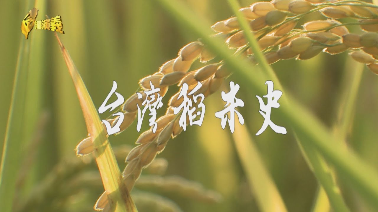 【台灣演義】台灣以農起家 稻米史四千年 台灣稻米史 2025.03.16 | Taiwan History