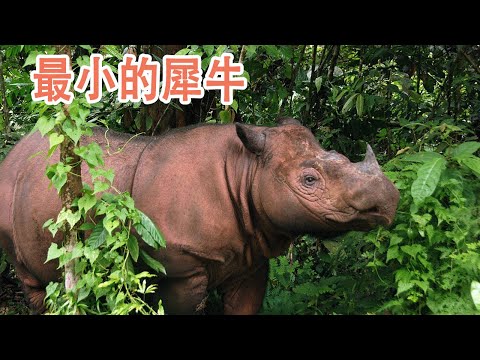 The smallest rhino: Sumatran rhino