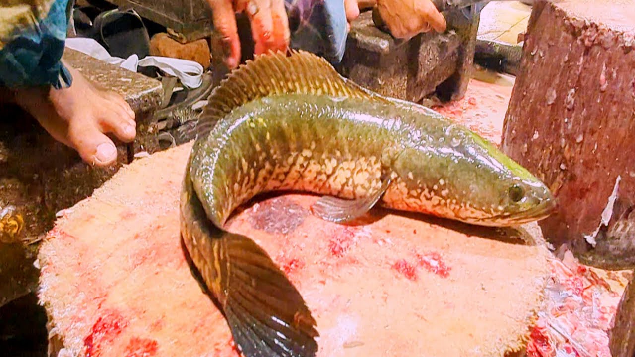 Amazing Murral Fish Cutting Skills In Bangladesh Local Fish ... 