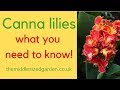 Canna lilies - everything you need to know about how to choose and grow cannas