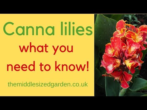 Canna lilies - everything you need to know about how to choose and grow cannas