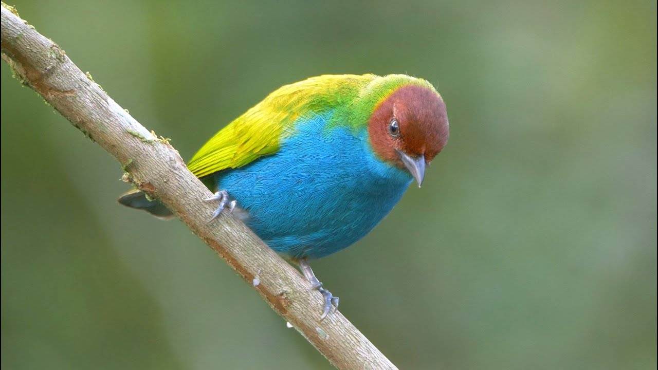 Bay-headed Tanager In Colombia