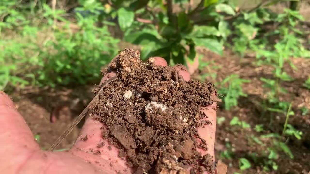 Ngày 19/6 AL CÁCH TRỒNG CÂY MAI LIÊN TỤC ĐỂ CÓ KINH TẾ NHỎ 2023-2024