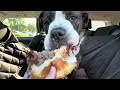 Super Duper Burger Bulldog Review! 🍔 #foodie #doggielife #review #video