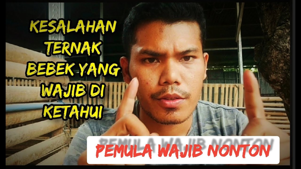 Kesalahan Dalam Ternak Bebek 