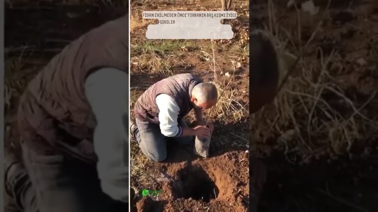 Fıstık Fidanı Nasıl Dikilir?