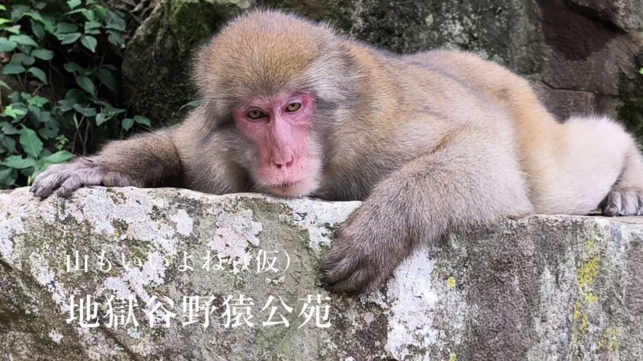 082 Jigokudani Was Heaven - YouTube