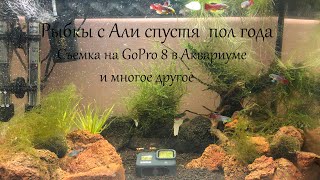 Рыбки с Алиэкспресс спустя полгода. Съемка на gopro hero 8 в воде аквариума. Часть 3.