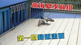 20190616 南海夏季競翔第一關歸返畫面 