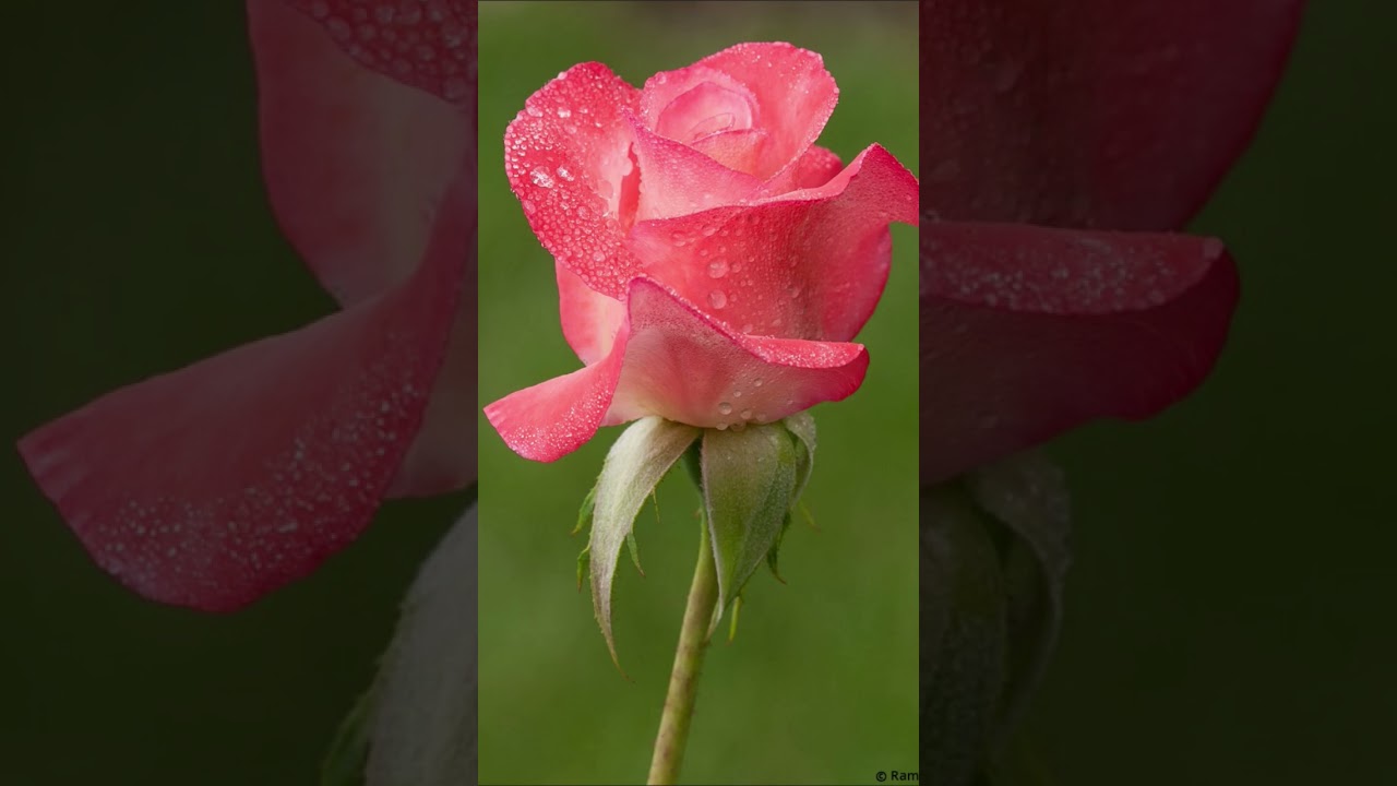 R MUSIC WORLD music, 