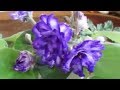 Мои цветущие фиалки.My flowering violets