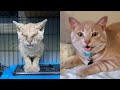 Poor Cat Found on the Streets Brought Back to Life!