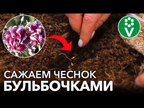 СУПЕР СПОСОБ РАЗМНОЖЕНИЯ