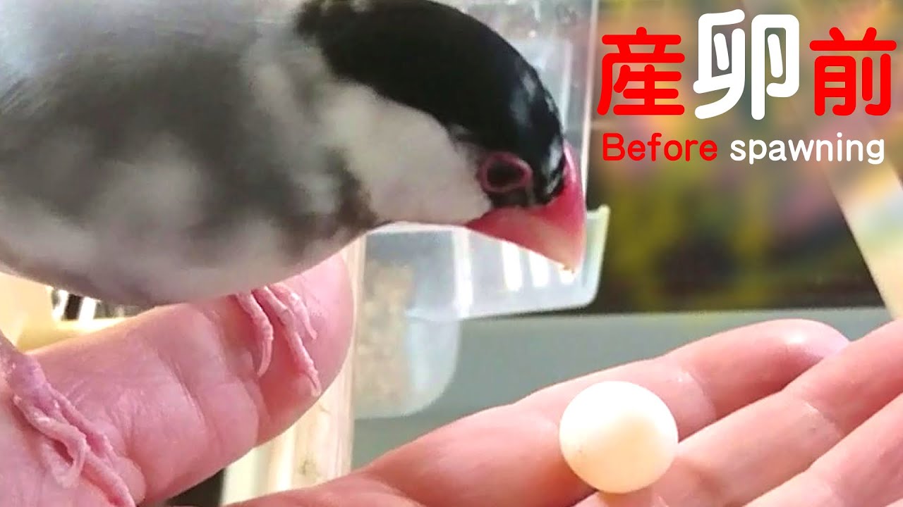 [桜文鳥] 単独で産卵４個目の１ヶ月前～発情の様子【No.10】