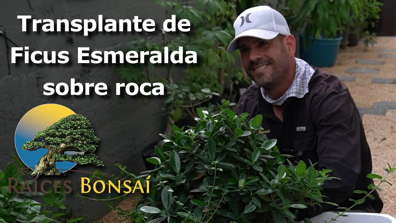 Transplante de Ficus Esmeralda sobre Roca | Desde el Jardín | Proyectos 2025 | Raíces Bonsai