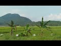 paddy field and a hill in garut