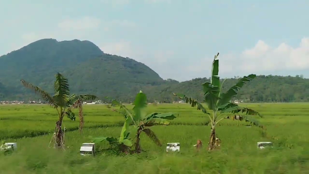 paddy field and a hill in garut